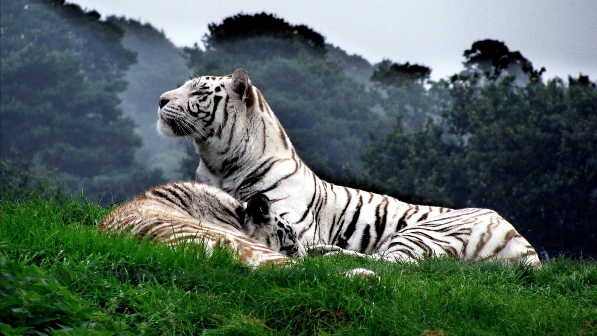 Амурский тигр альбинос