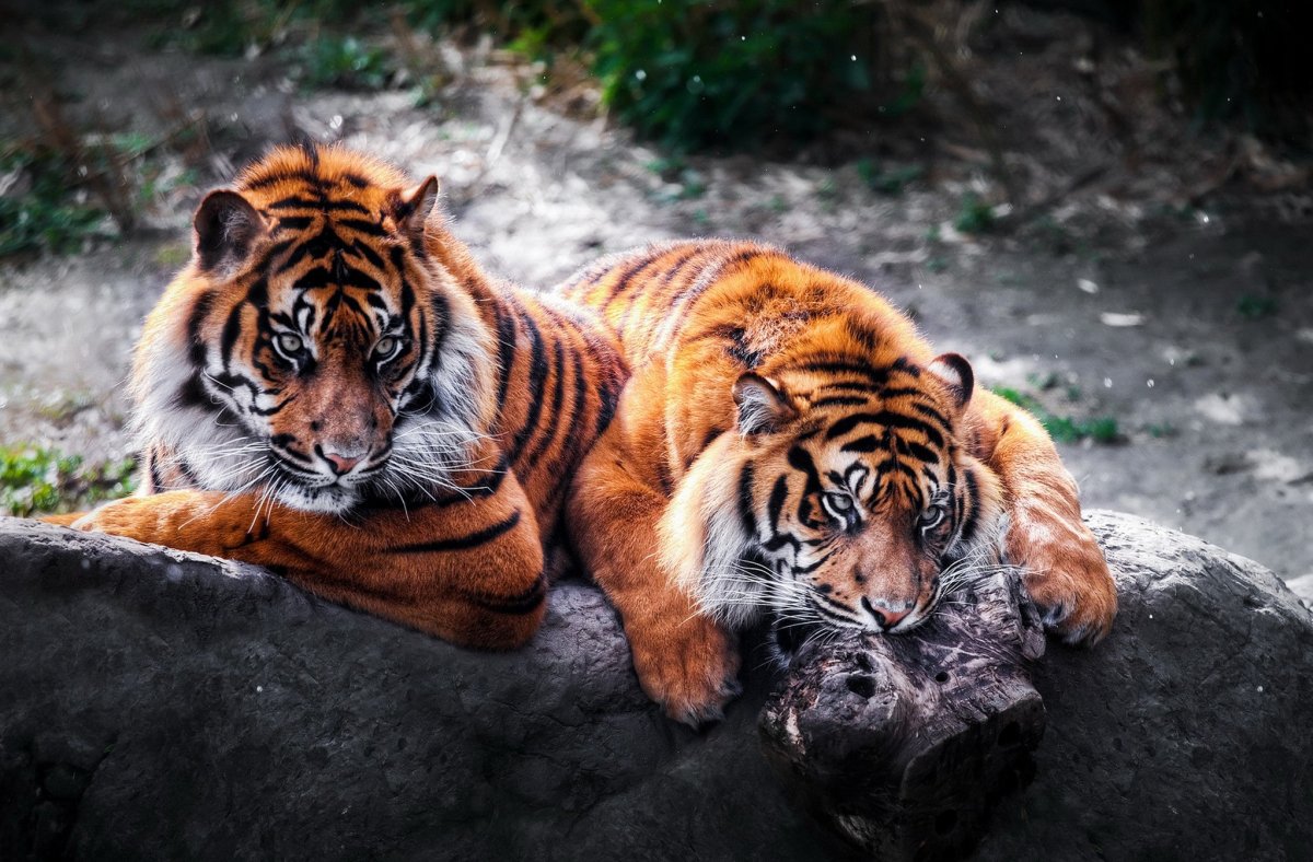 Красивый тигр