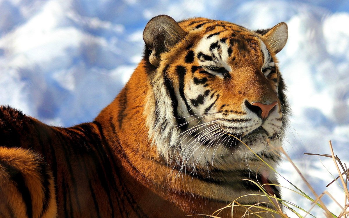 Уссурийский тигр