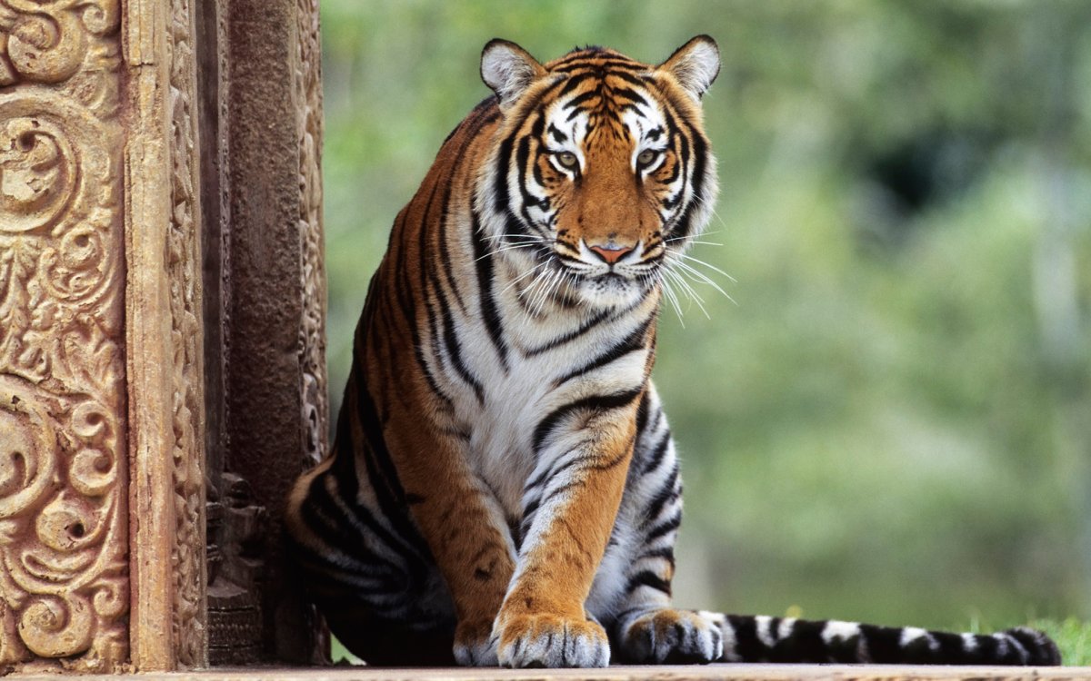 Земляной тигр