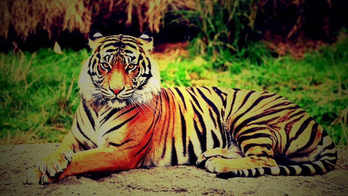 Красивый тигр