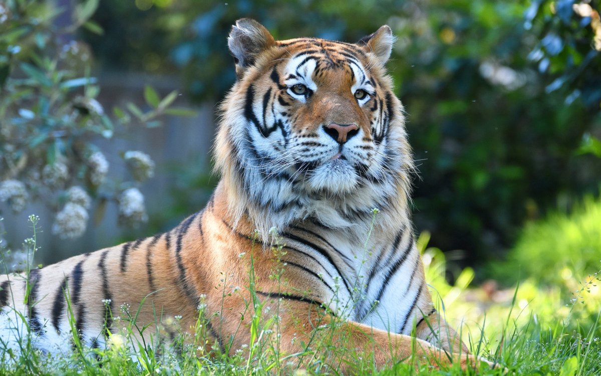 Тигр в природе