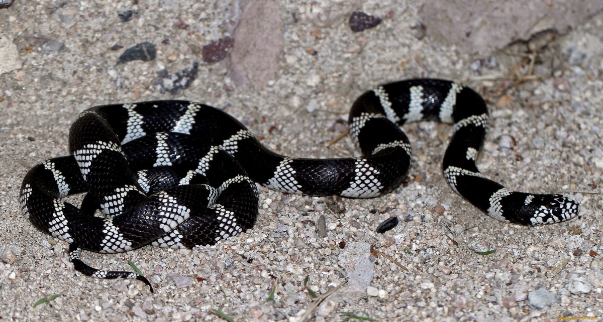 Гадюка шахматка