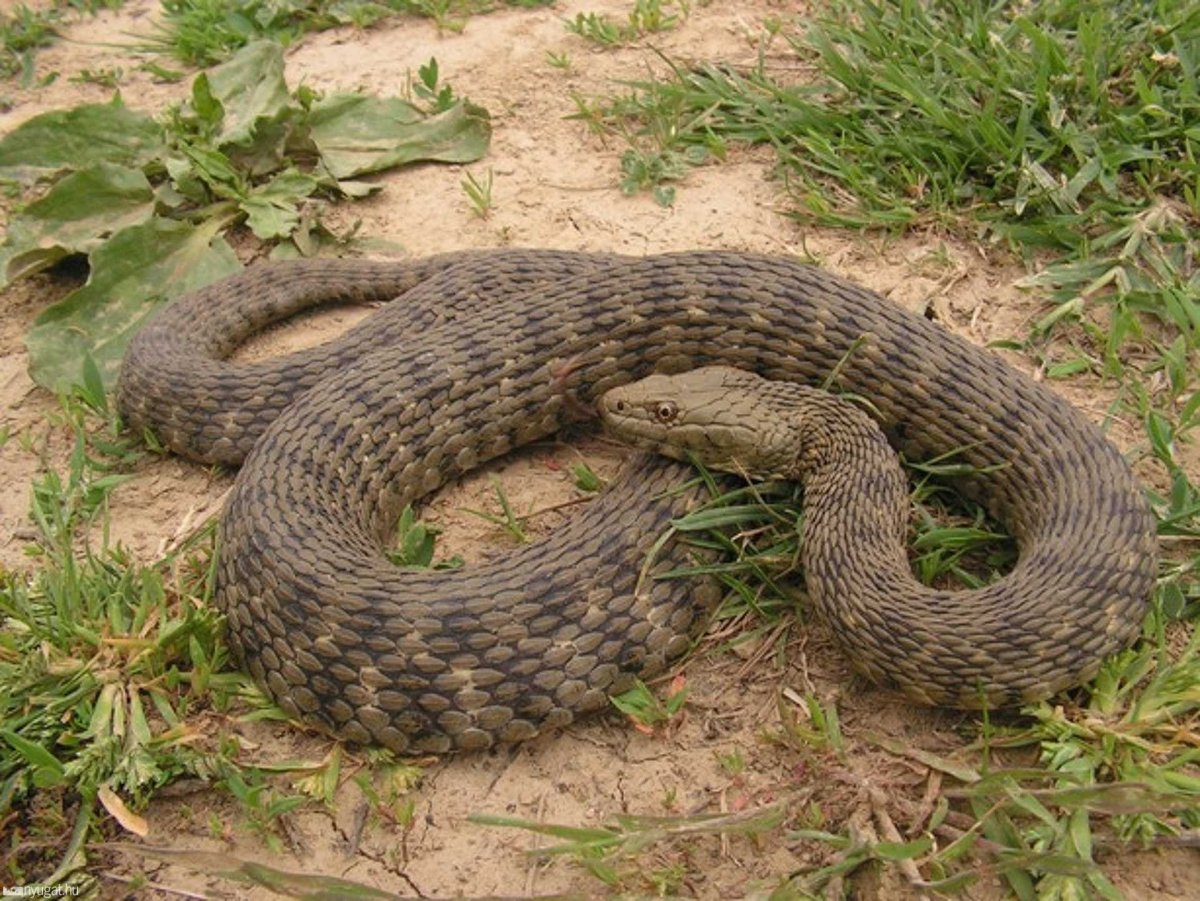 Natrix tessellata