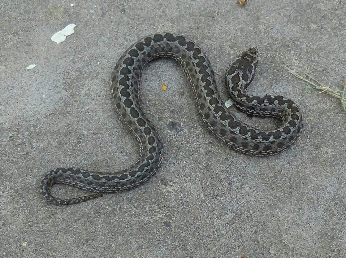 Змея шахматная гадюка