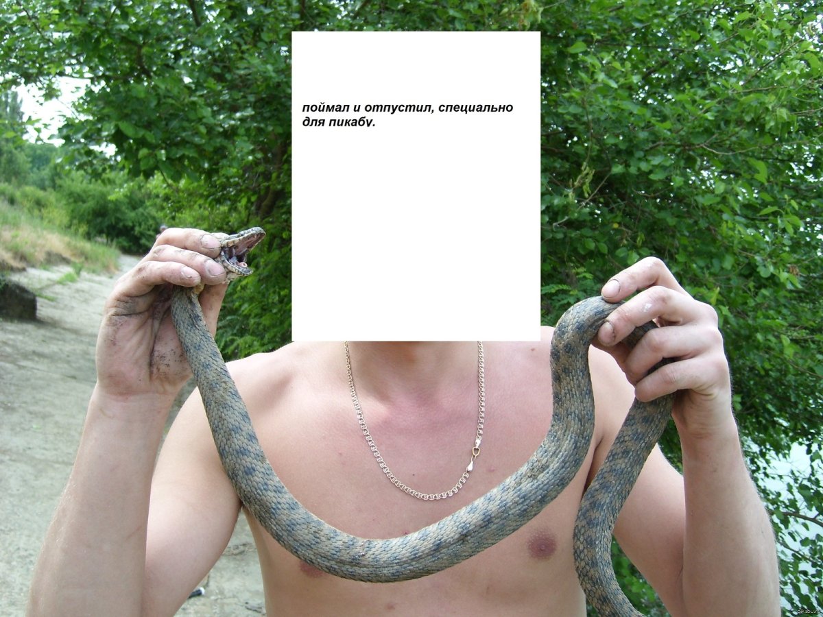 Шахматка змея Астрахань