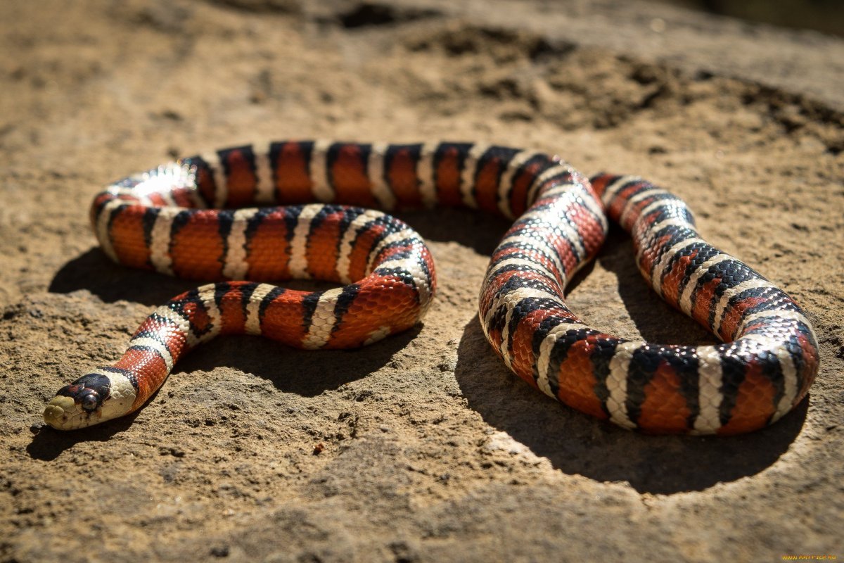 Шахматка змея