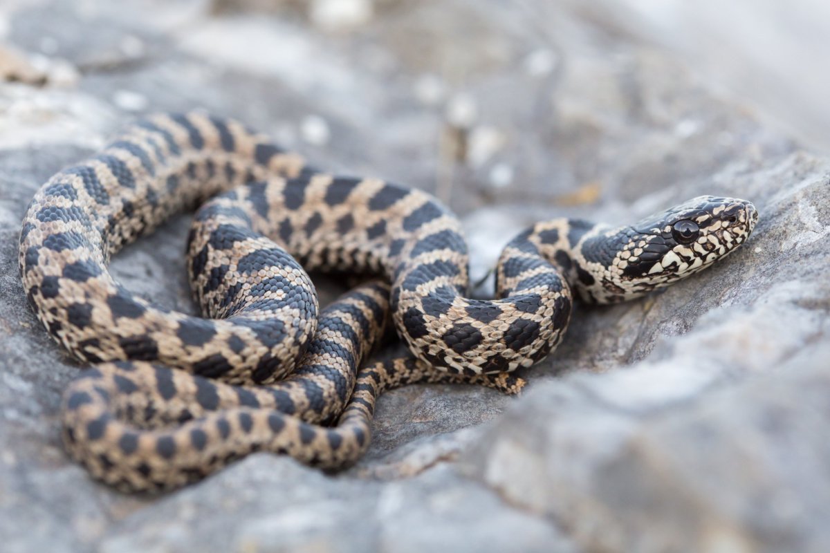 Змеи Черногории полоз