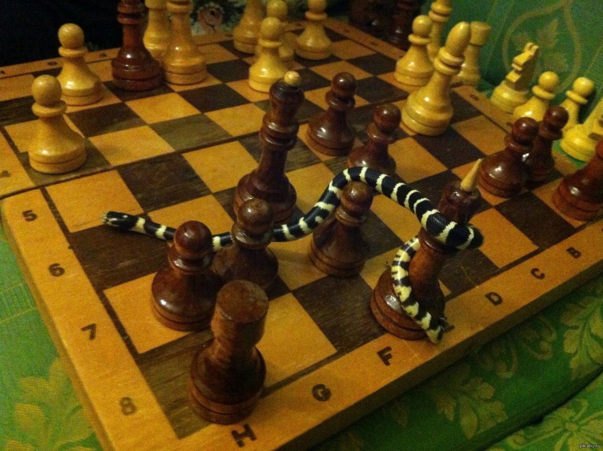 Красивая змея шахмат