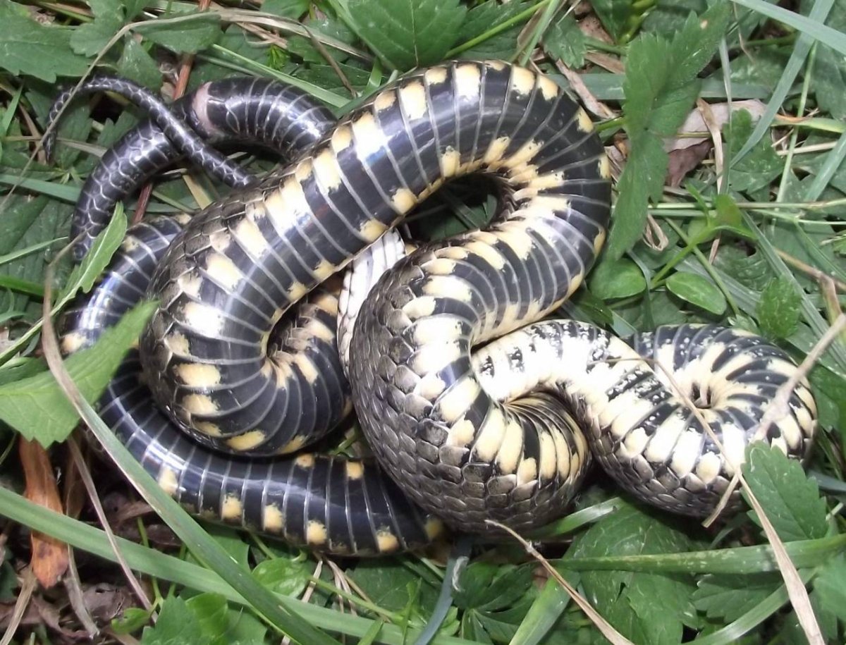 Шахматная гадюка