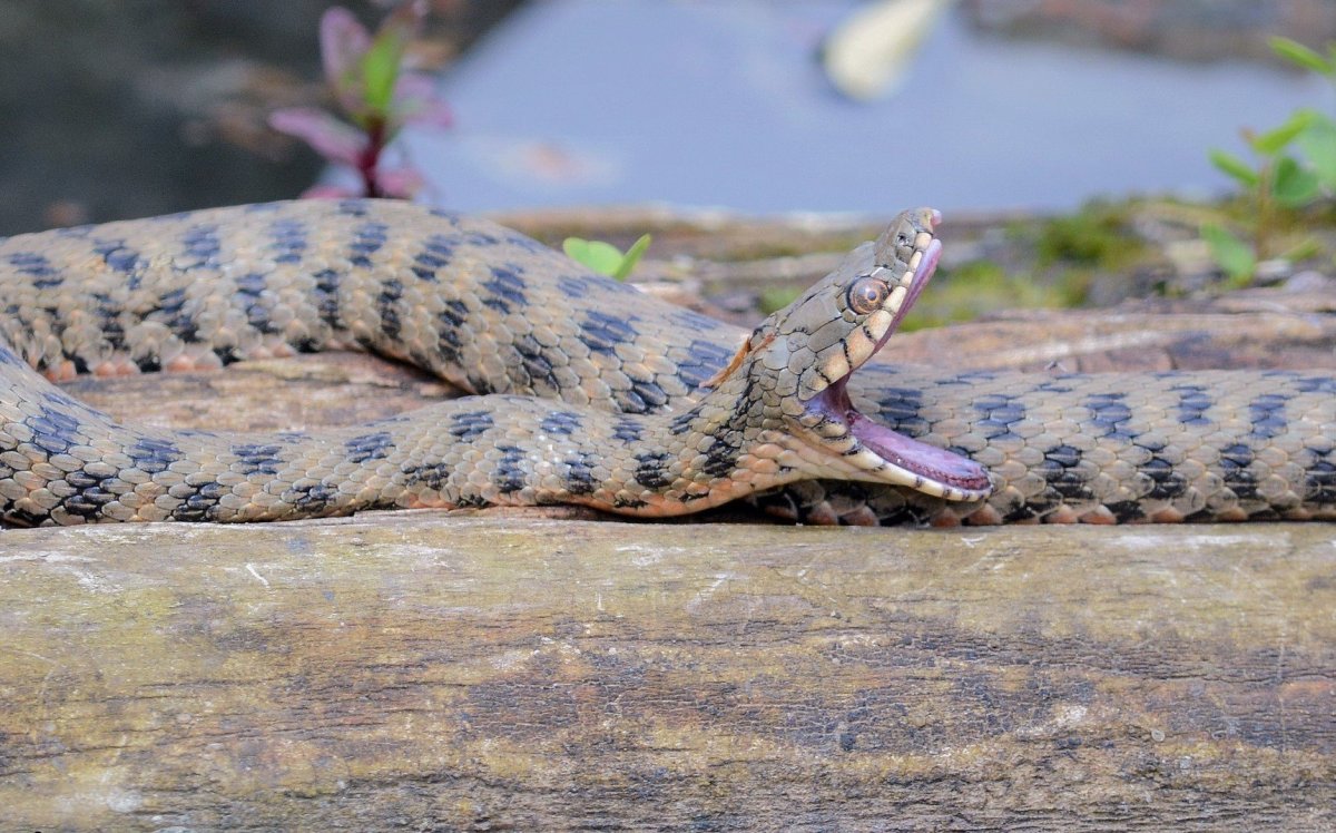 Змея шахматная гадюка