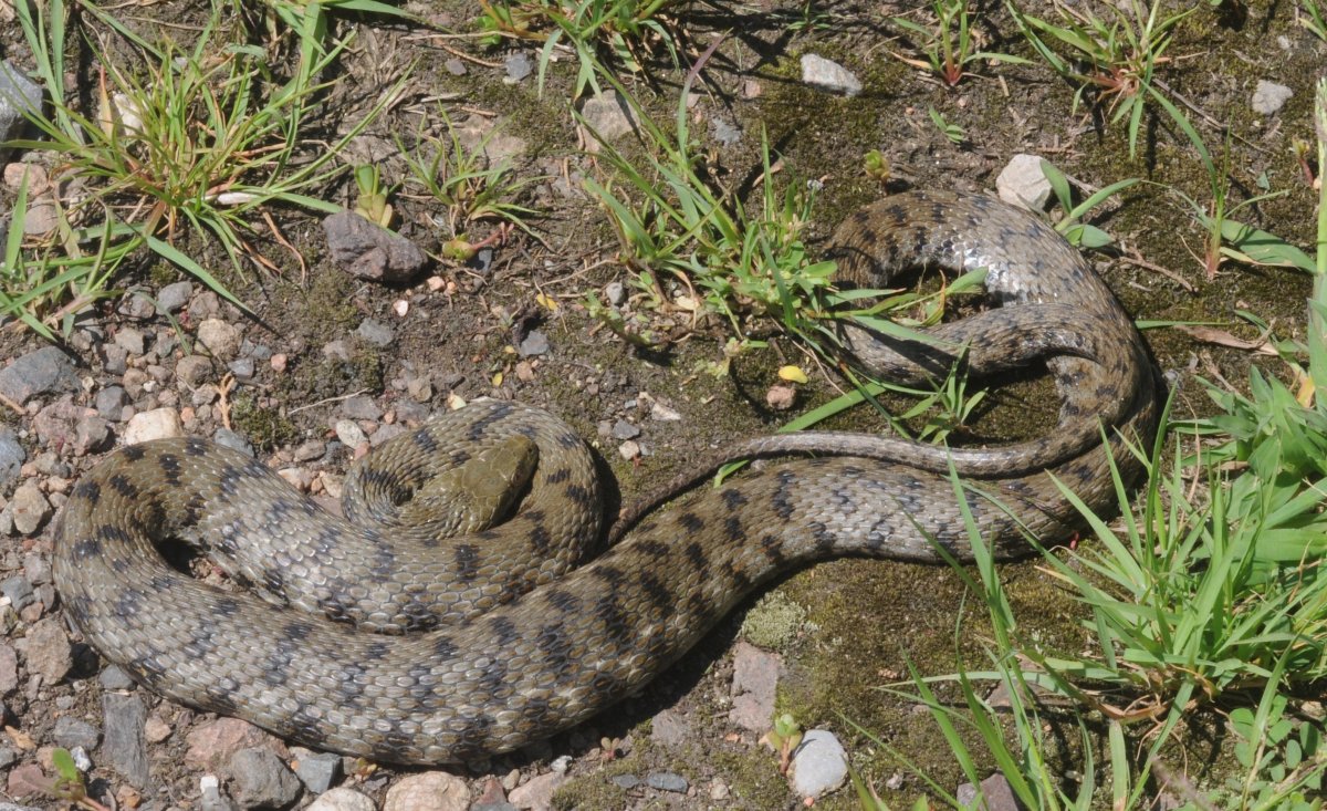 Водяной уж и шахматная гадюка