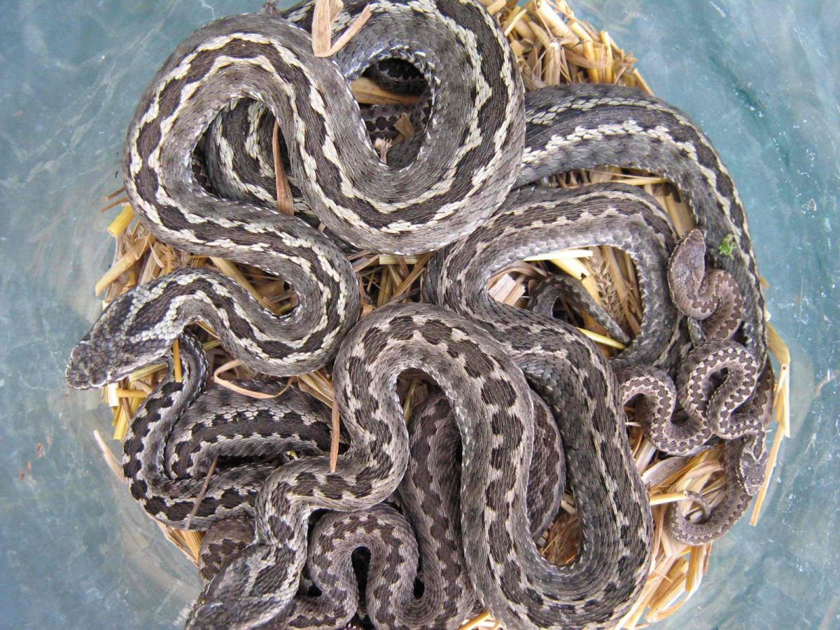 Уж скрещенный с гадюкой