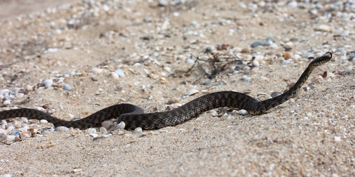 Морские гадюки Азовское море