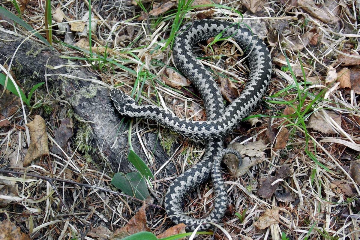 Гадюка Сахалинская ( Vipera sachalinensis )