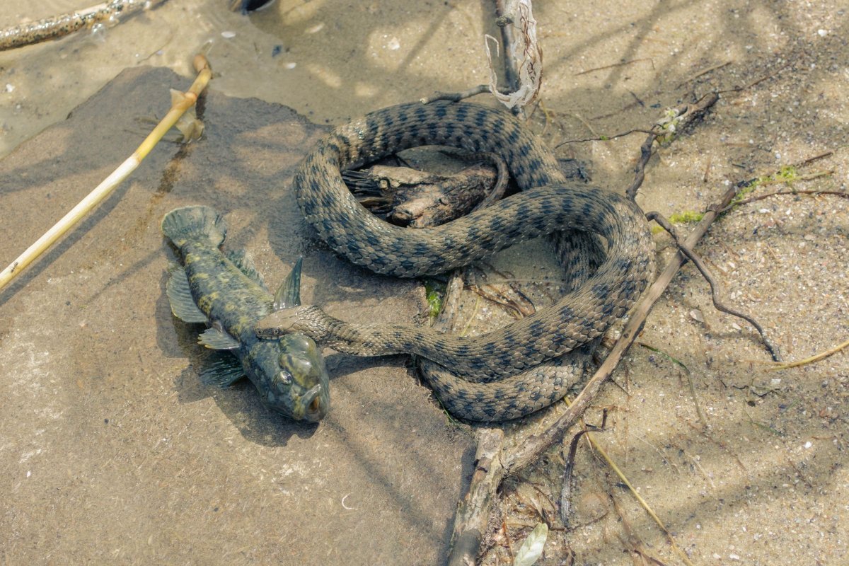 Водяной уж бычколов