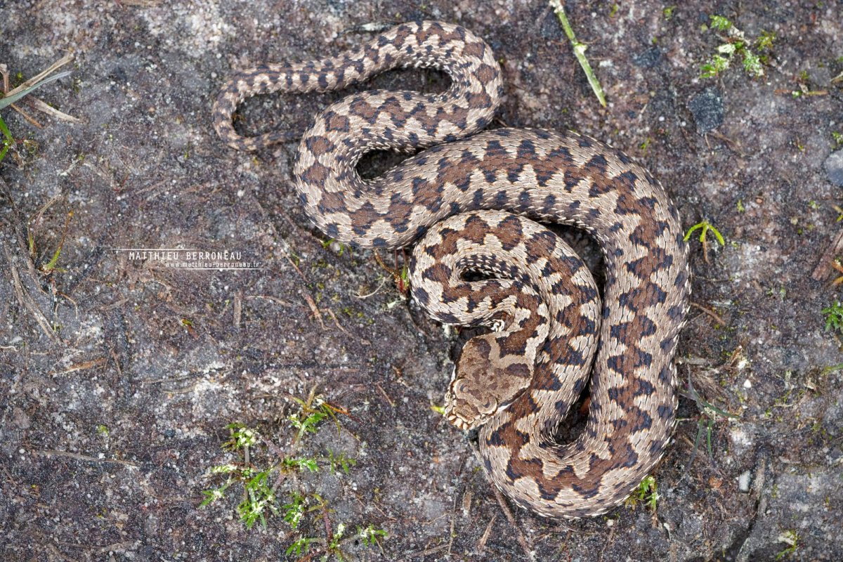 Асписовая гадюка