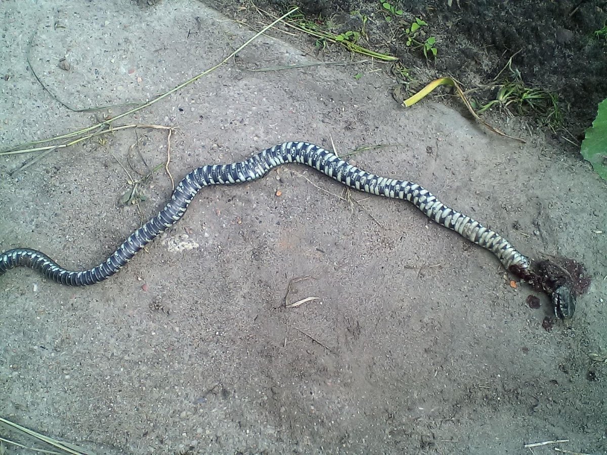 Змеи Абхазии определитель