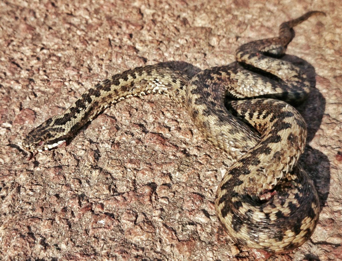 Змея шахматная гадюка