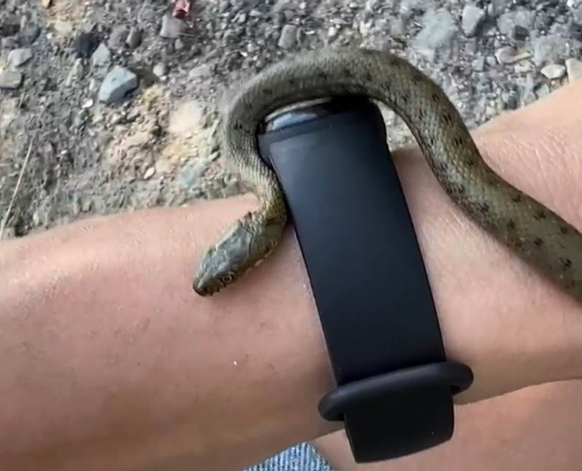 Змея шахматная гадюка