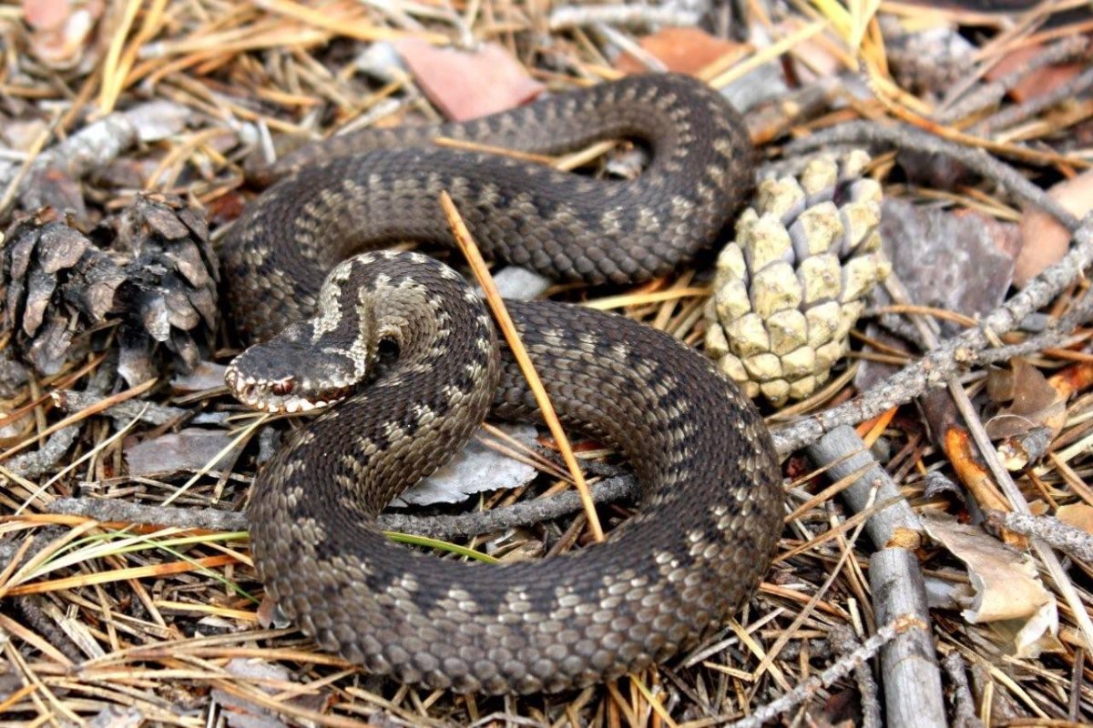 Гадюка Казнакова