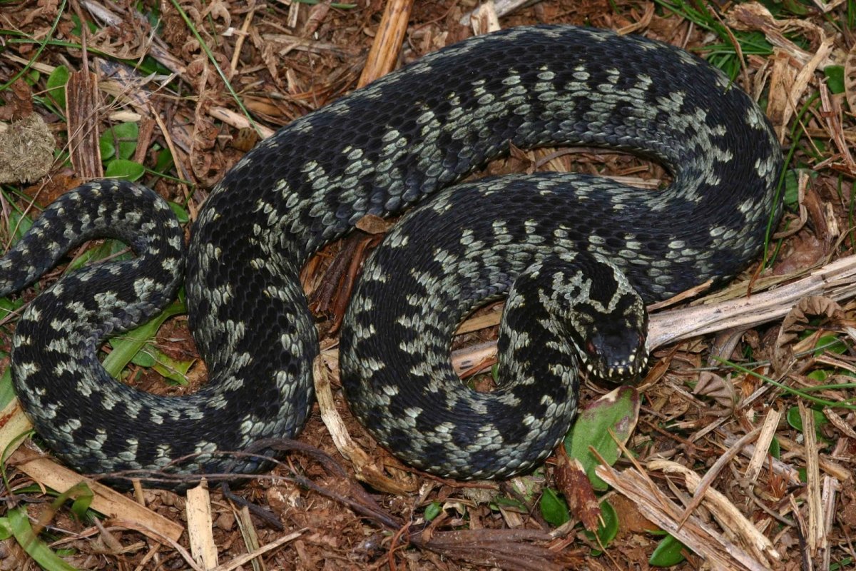 Гадюка обыкновенная Болотная