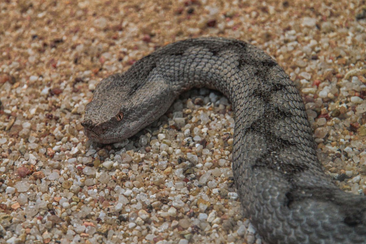 Пепелянка змея Болгарии