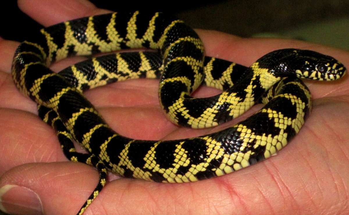 Королевский полоз черно желтый
