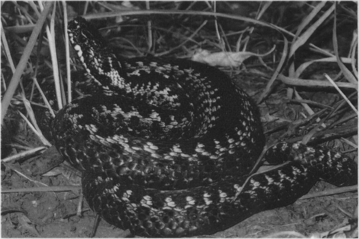 Гадюка шахматная ядовитая