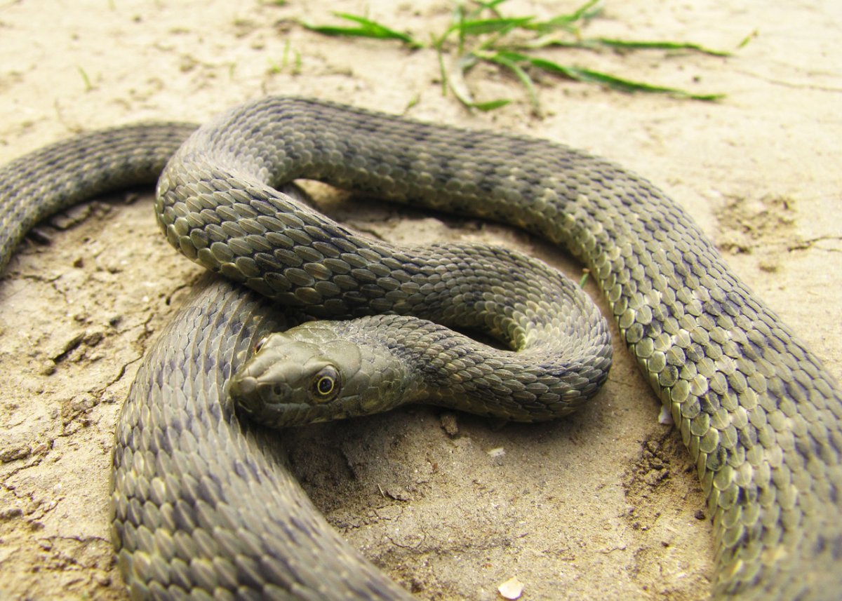 Полоз гадюка