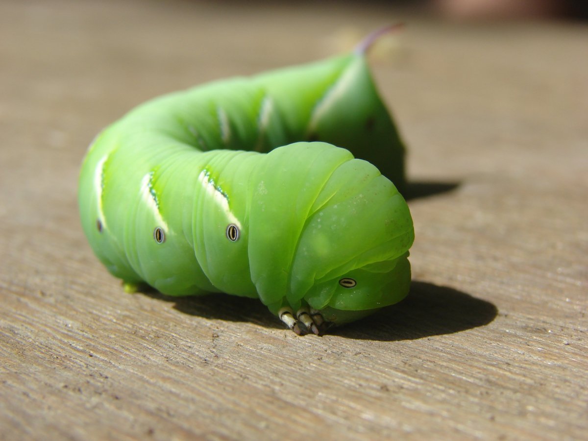 Green Caterpillar гусеница