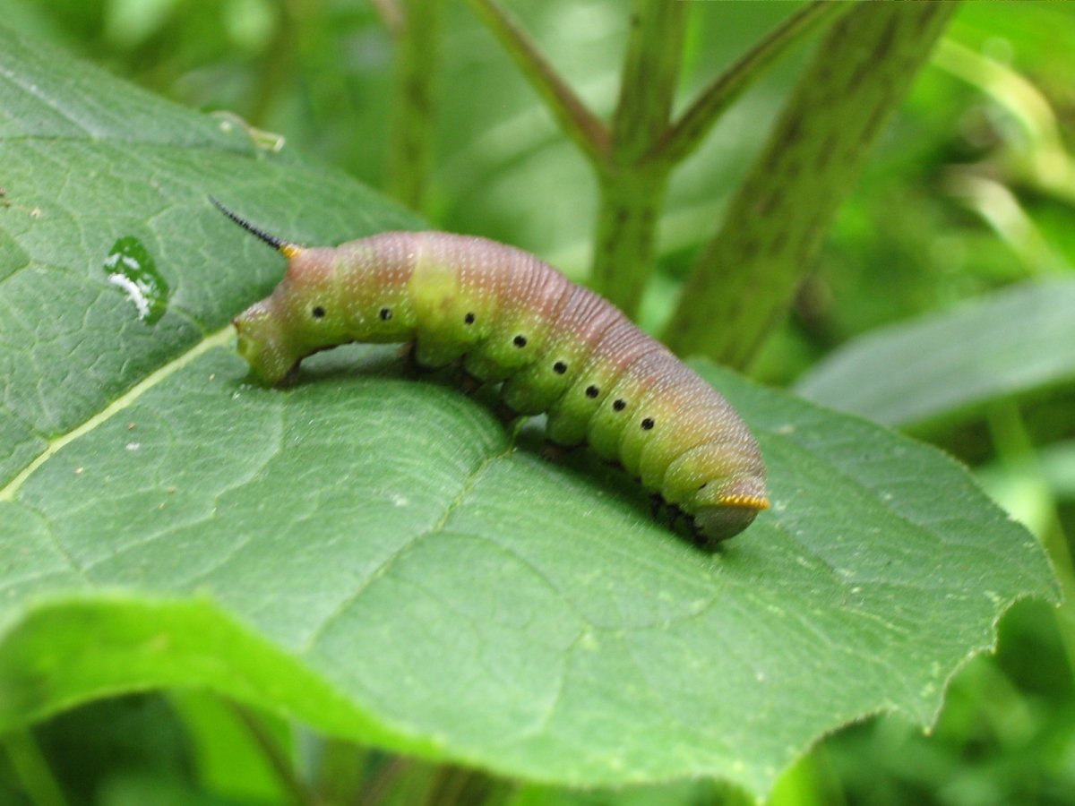 Бражник глазчатый гусеница