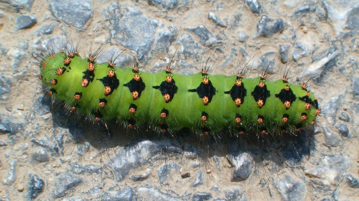 Saturnia (Eudia) Pavonia гусеница