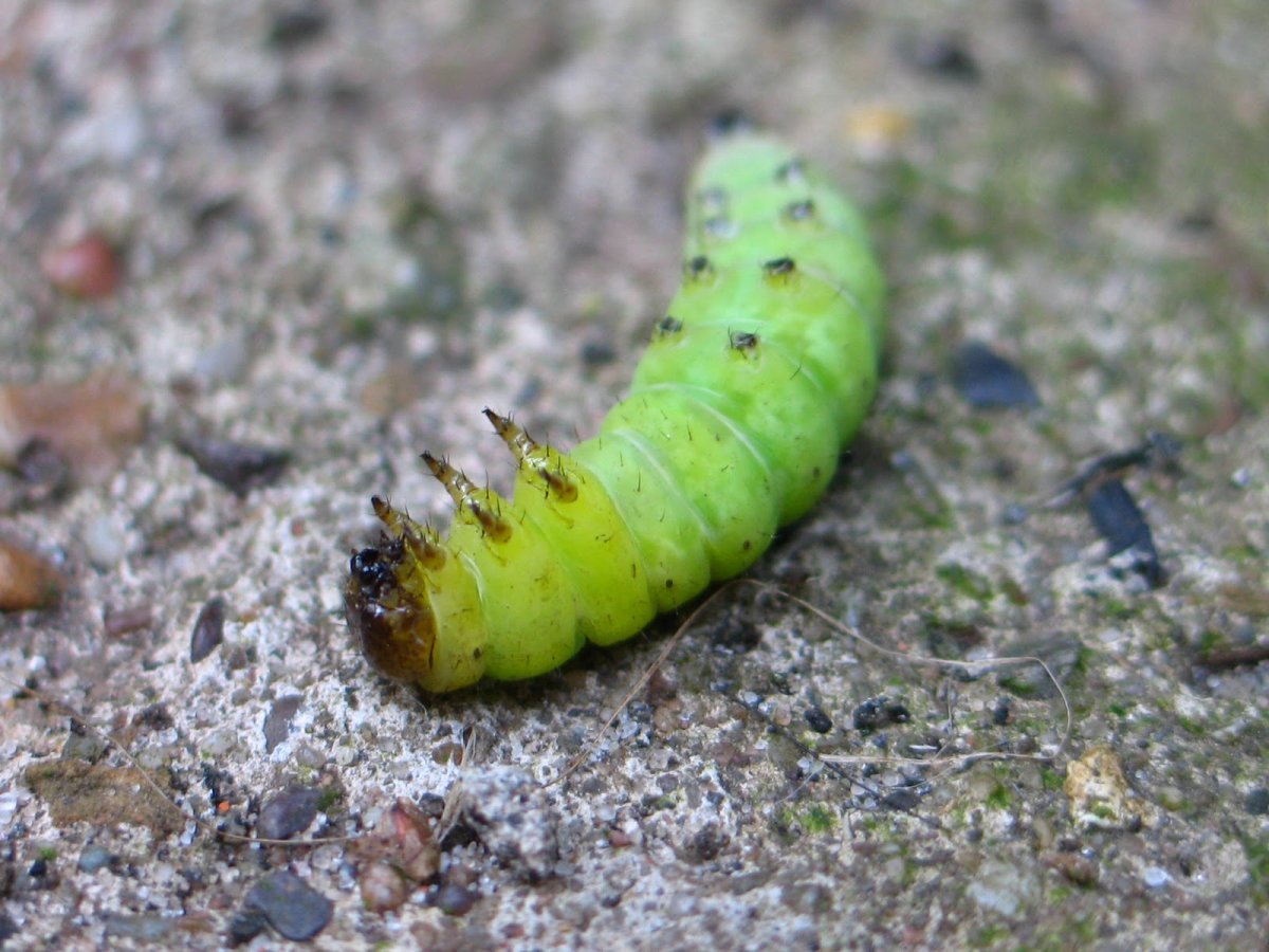 Катерпиллер гусеница зеленая