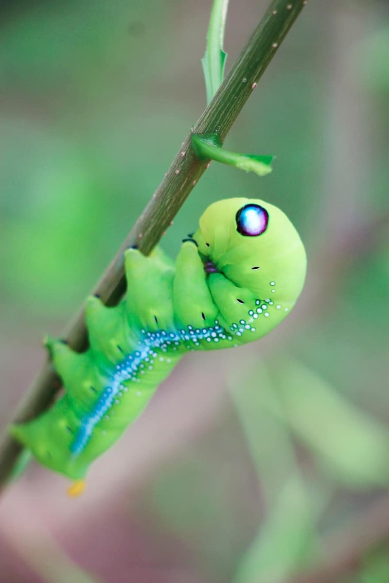 Зеленая личинка
