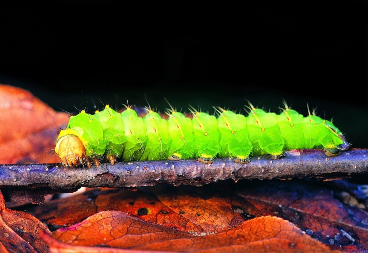 Гусеница (биология)