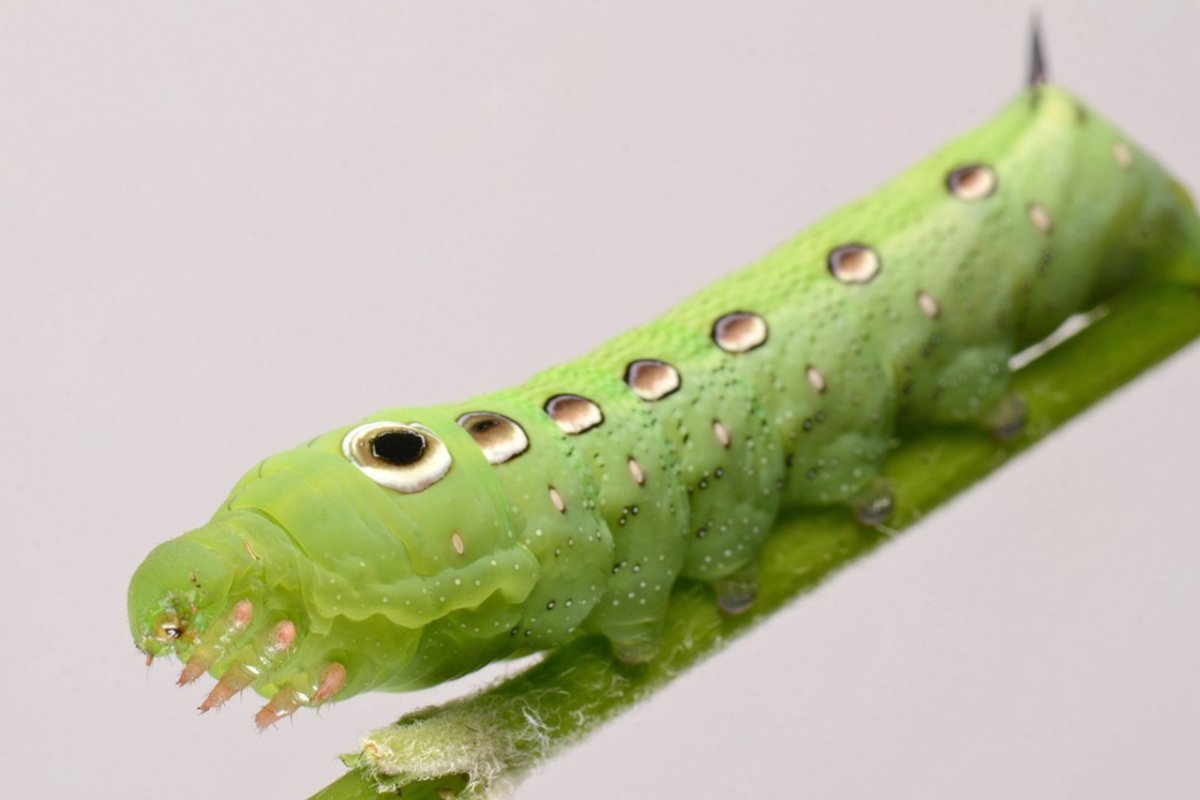 Xylophanes tersa гусеница