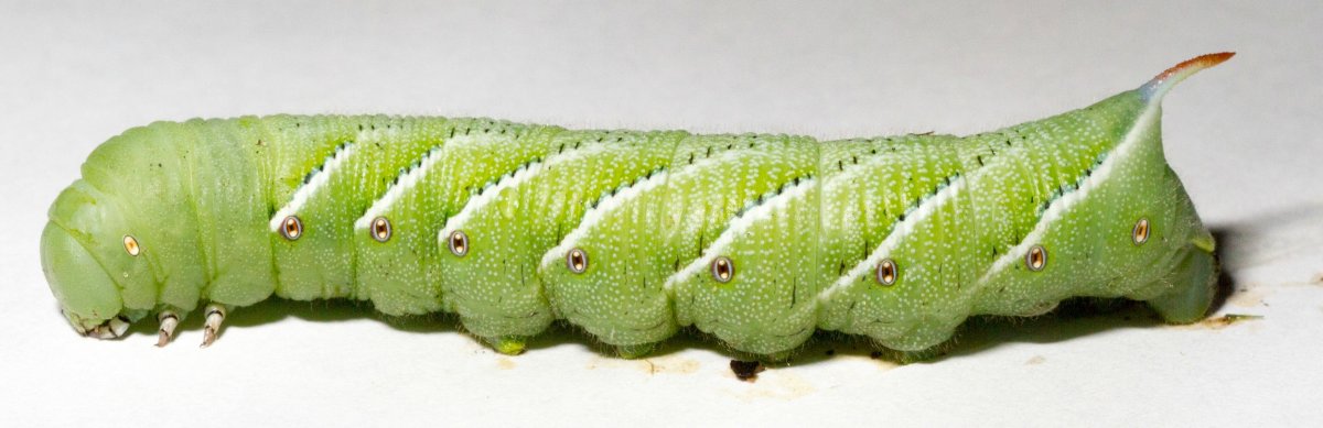Рогатая гусеница зелёная