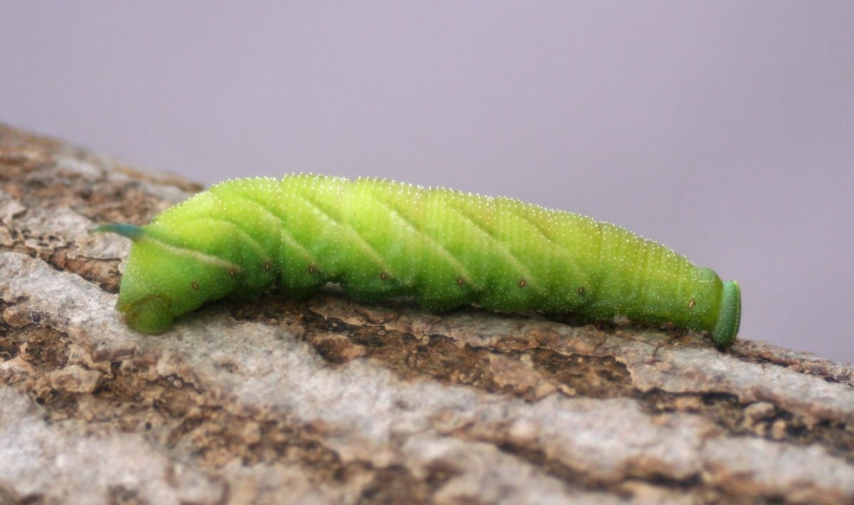 Green Caterpillar гусеница