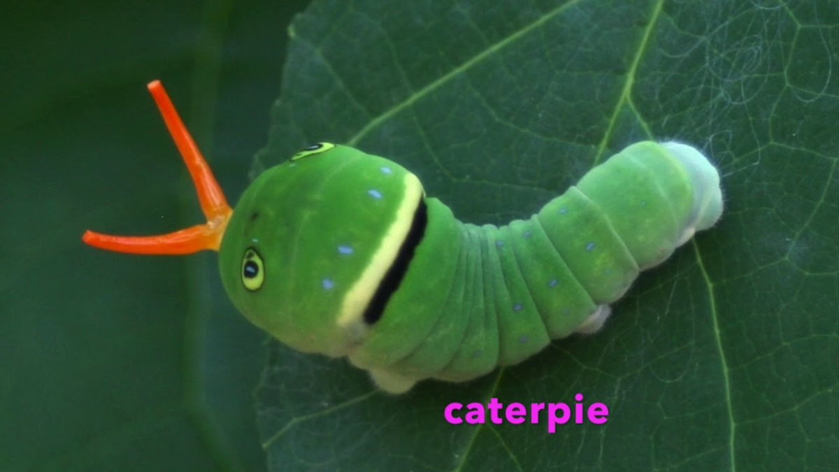 Гусеницы Caterpie