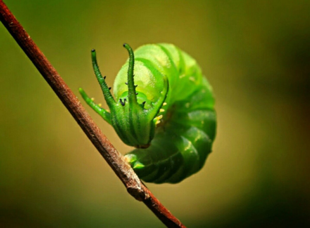 Polyura Sempronius гусеница