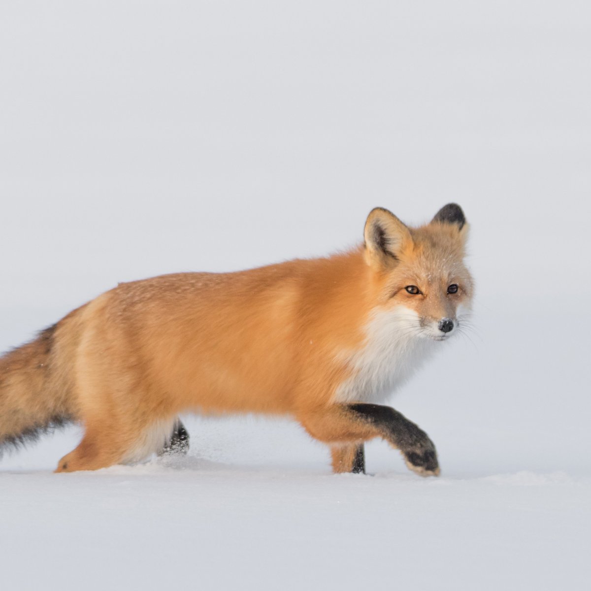 Пушистая лиса