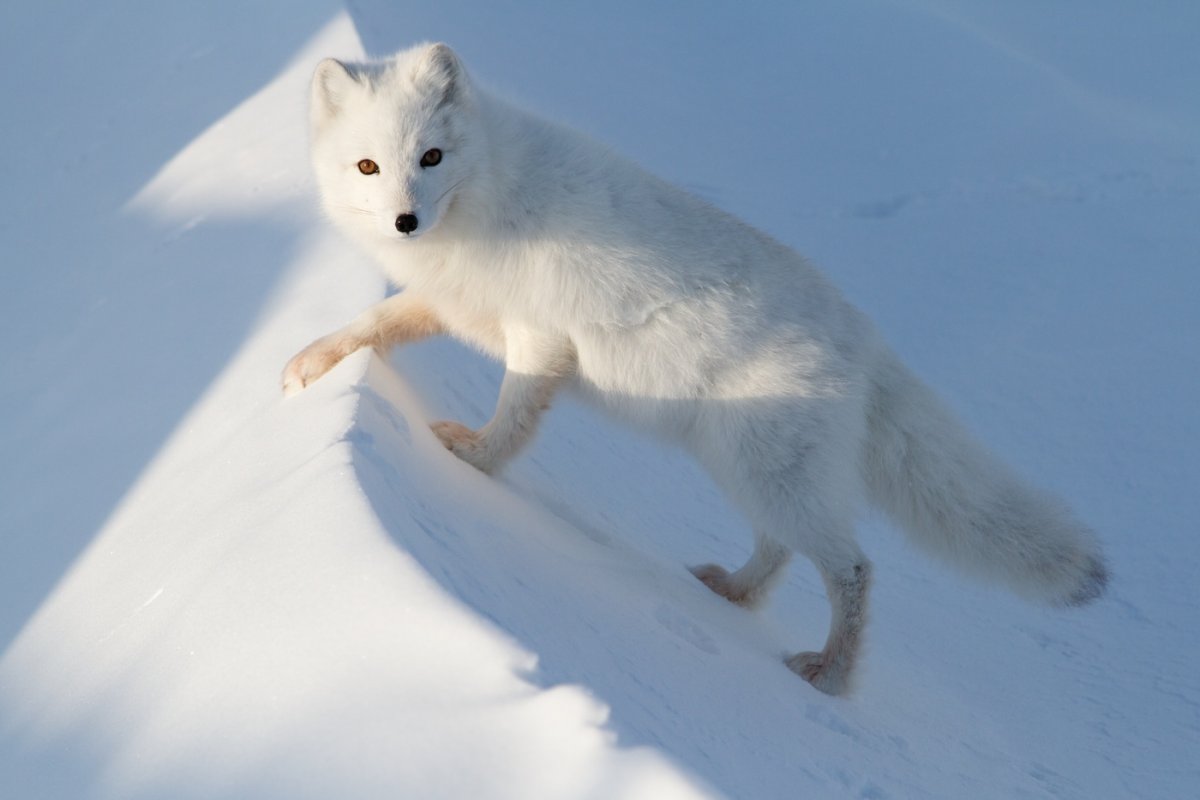 Песец в Арктике