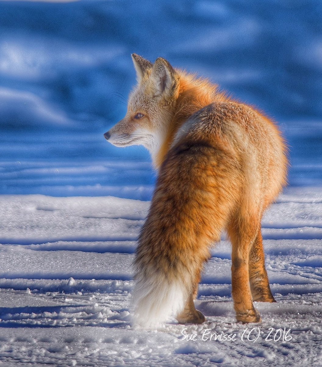 Уходящая лиса