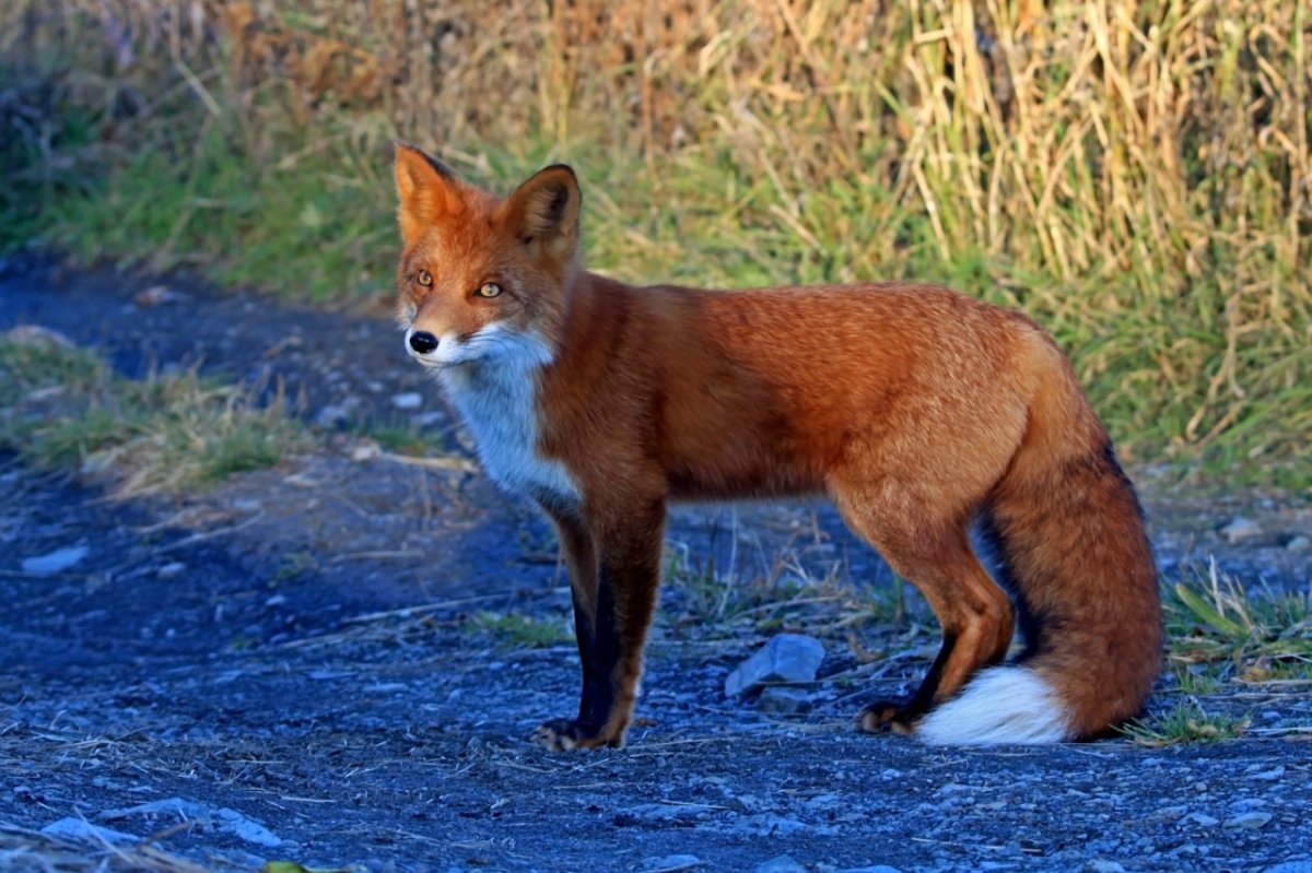 Хвост лисички