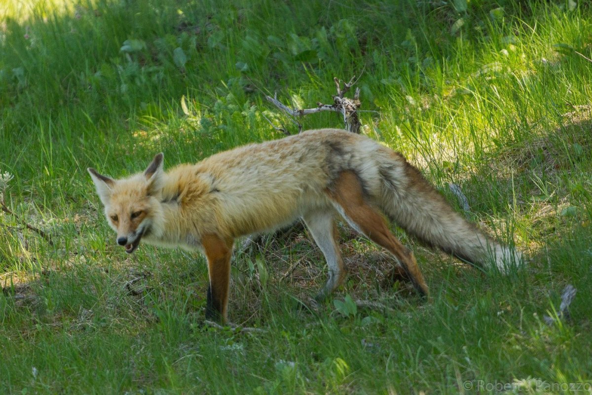 Лиса линяет