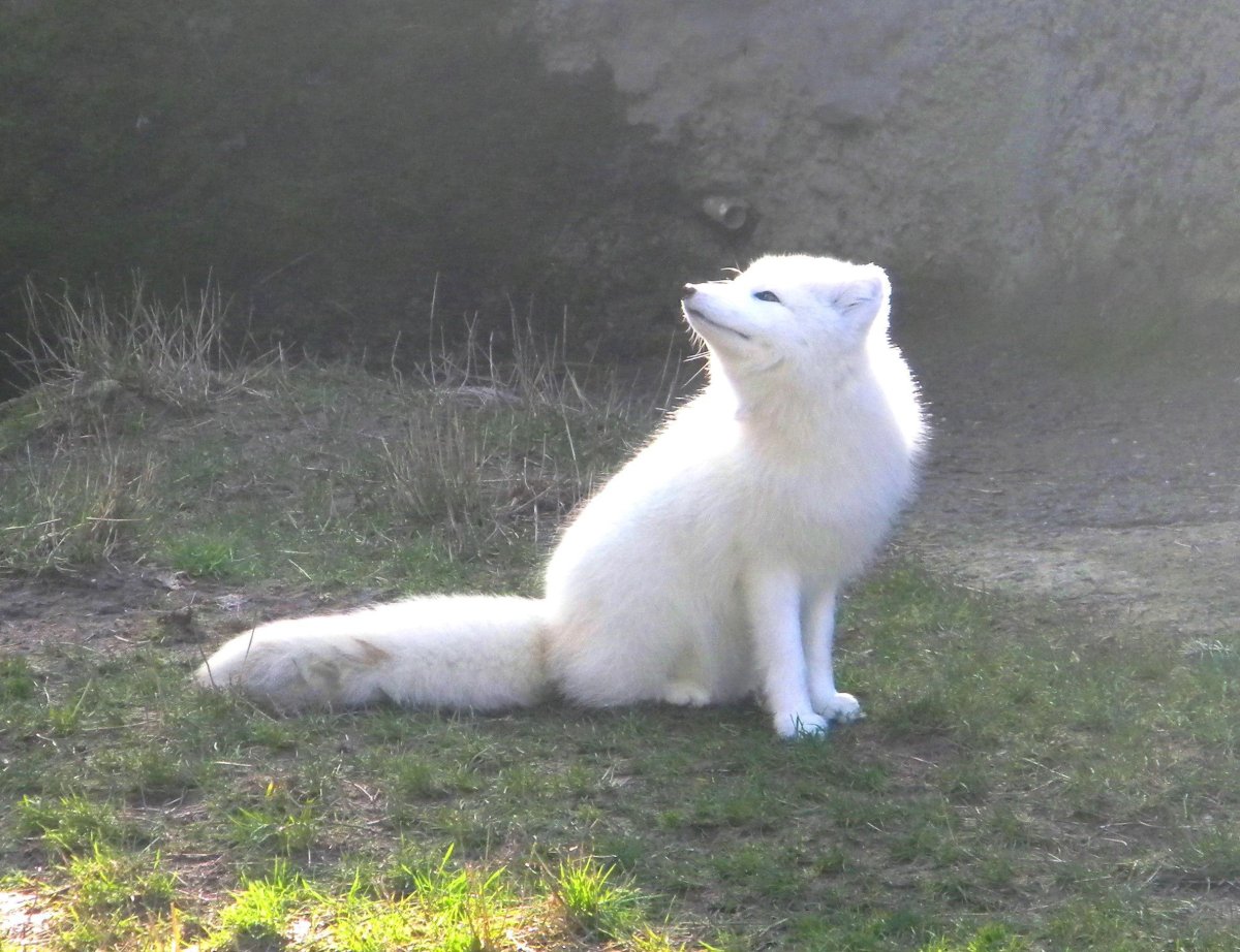 Песец в прыжке