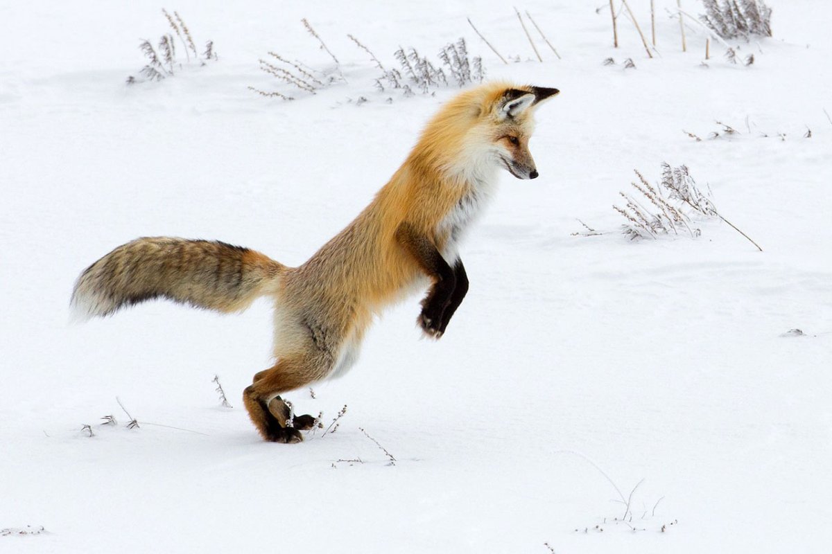 Лиса в прыжке