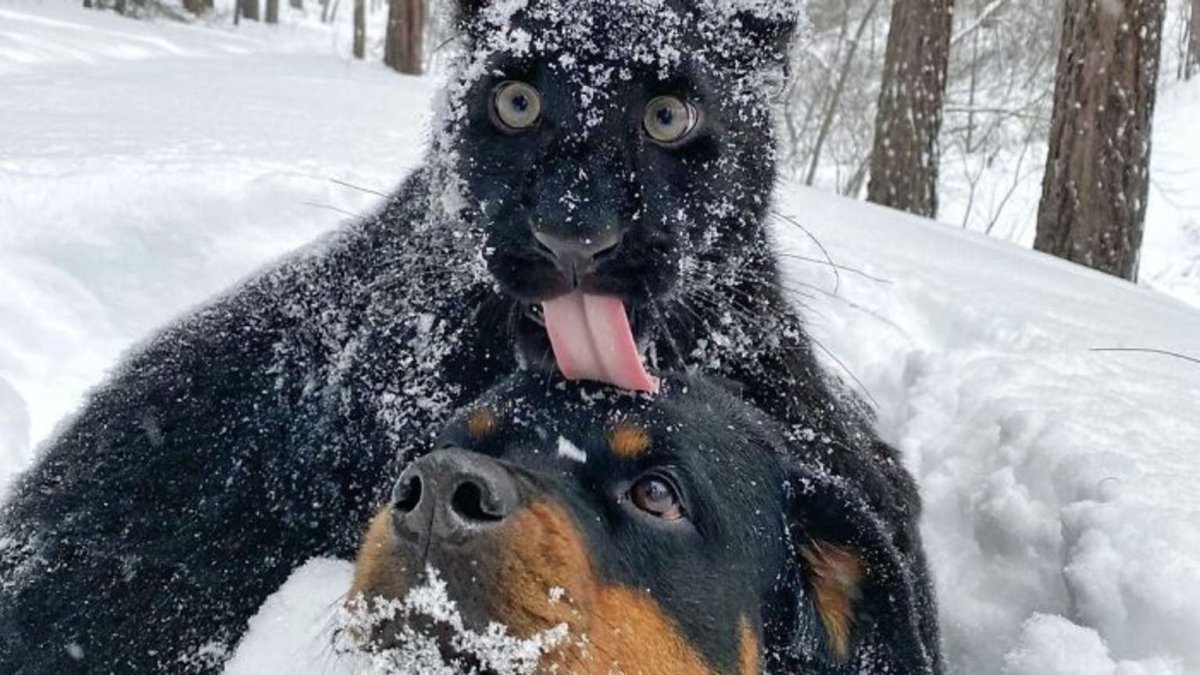 Луна пантера и ротвейлер