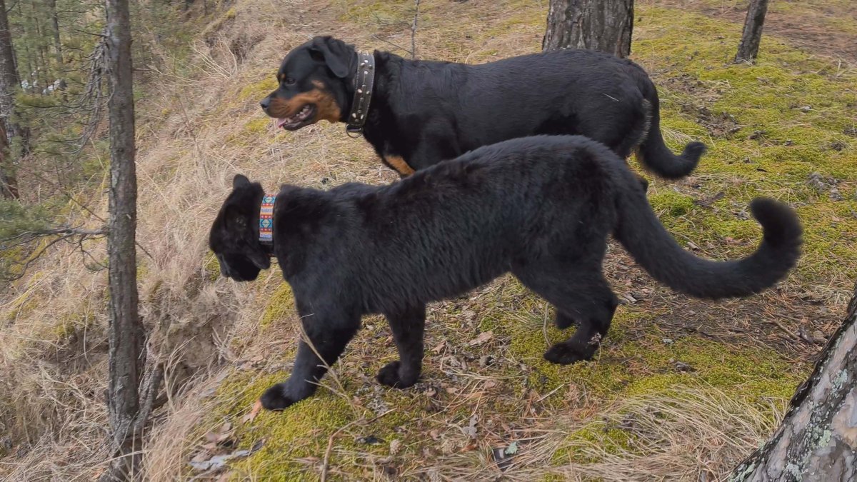 Пума и ротвейлер